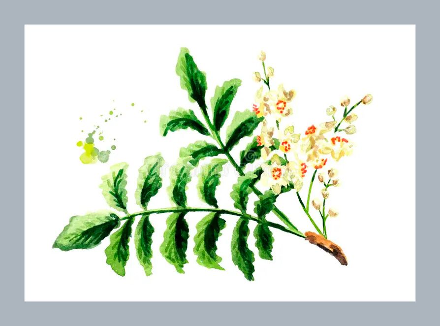 Листа от босвелия